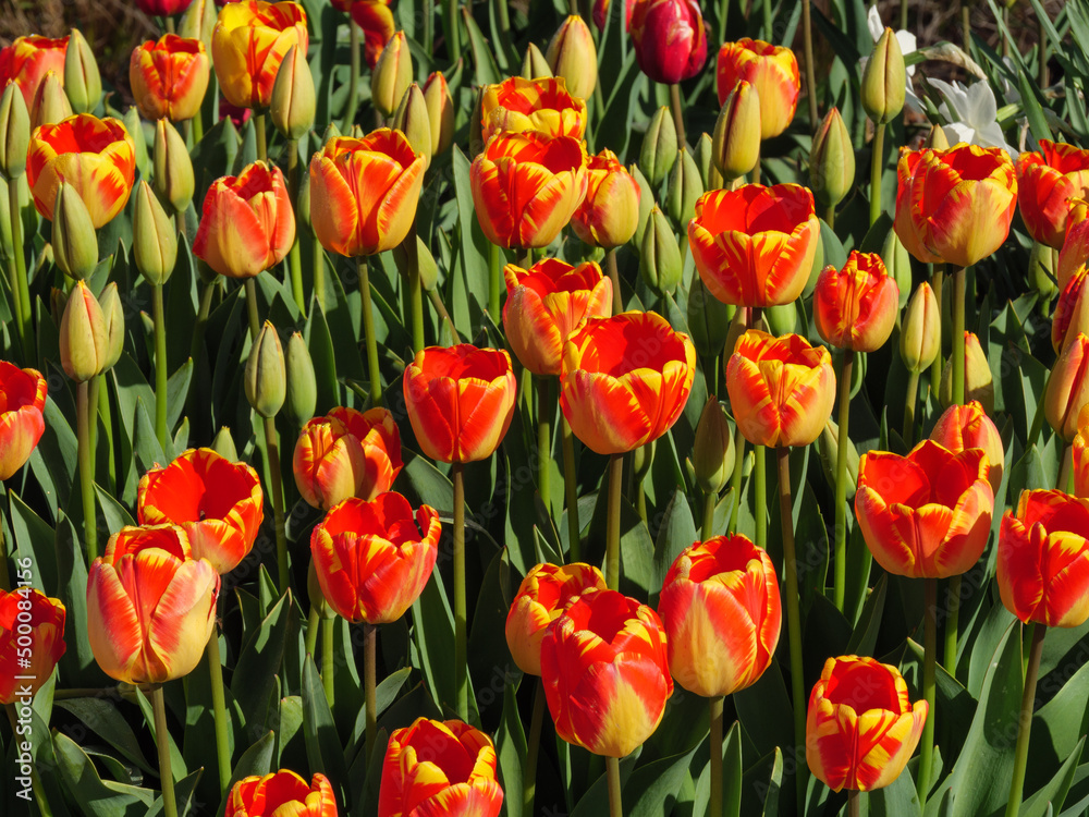 Blühende Tulpen im Garten Blühende Tulpen im Garten