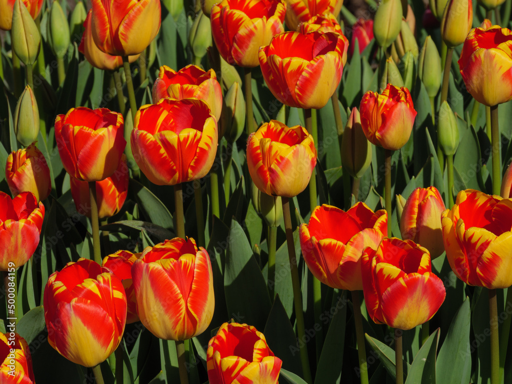 Blühende Tulpen im Garten Blühende Tulpen im Garten