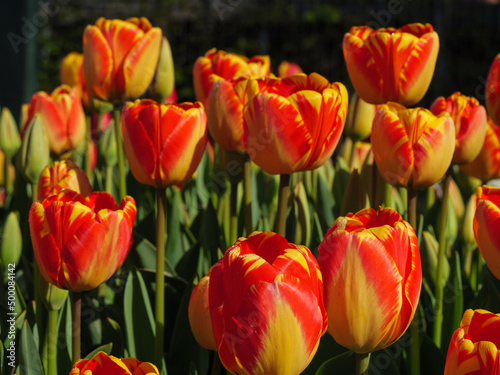 Blühende Tulpen im Garten