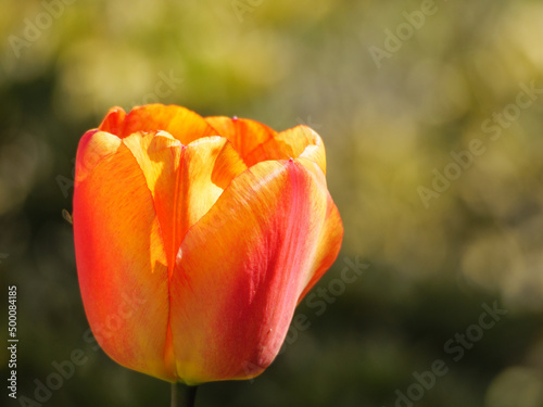 Bl  hende Tulpen im Garten