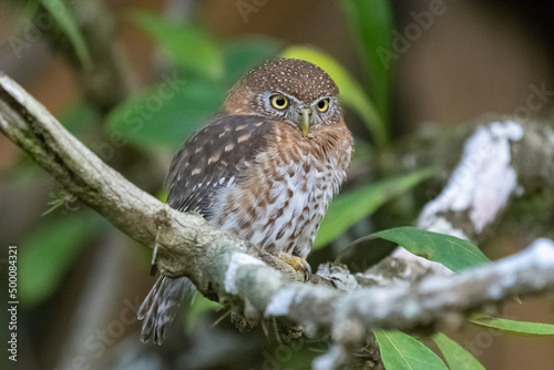 Sóweczka kubańska - łac. Glaucidium siju, siedząca na gałęzi. Jest to endemiczny ptak kubański. Zdjęcie wykonane w Playa Larga Kuba.