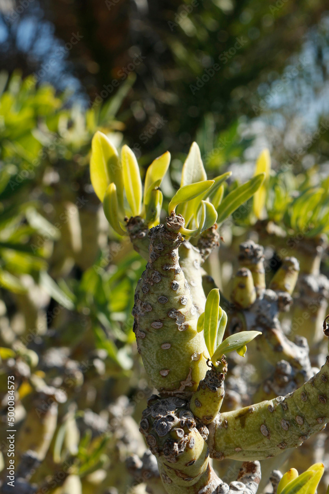 plantas típicas de Canarias, cactus verdes y ramas saliendo de piedras ...