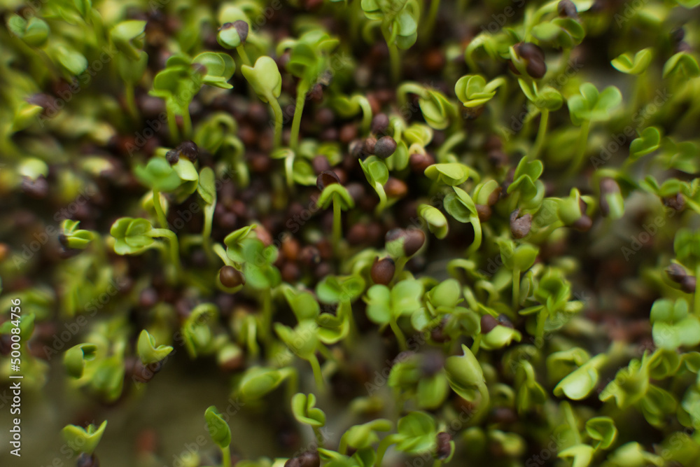 Broccoli microgreen seed sprouts Broccoli microgreen seed sprouts