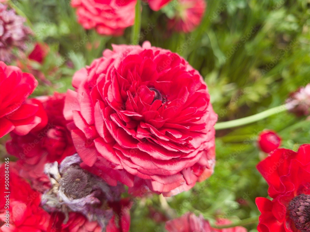 Colorful Flowers in a Flower Field on a Bright Day Colorful Flowers in a Flower Field on a Bright Day