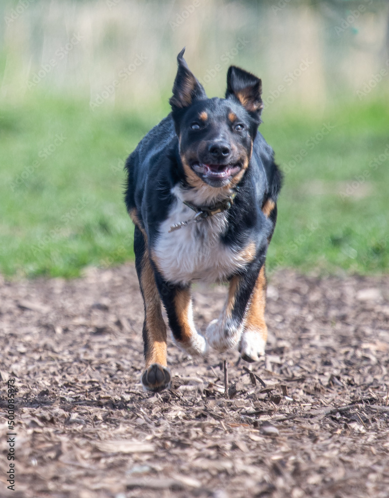Border Collie running in a field of grass Border Collie running in a field of grass