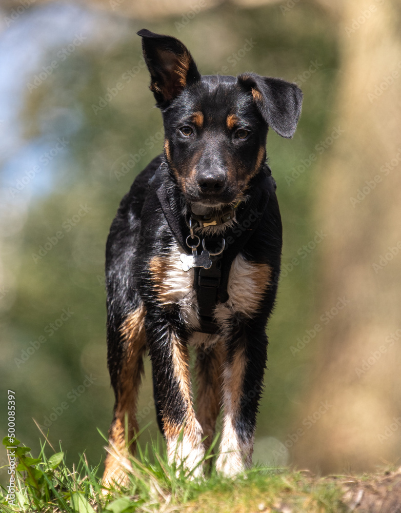 A close up of a Tri-colour Border Collie puppy