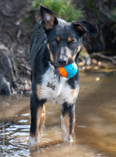 Border Collie standing in a pool with his ball