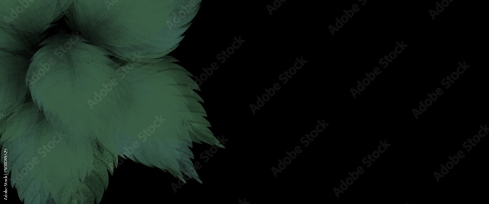 Obraz premium feather on black background