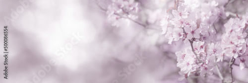 beautiful and delicate cherry blossoms in sunshine at the edge of blurred monochrome spring background  floral springtime concept banner in light white and pink color with copy space