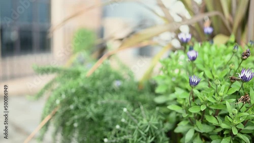 Short close up of purple flowers in planter with out of focus background of Regency Court Glategny Esplanade St Peter Port Guernsey passing pedestrians photo