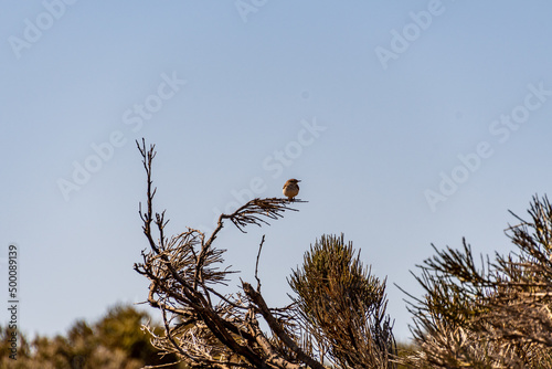 Pájaro posado en una rama de retama en el Parque Nacional del Teide, isla de Tenerife photo
