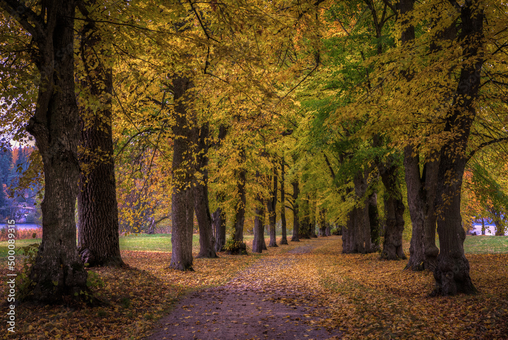 Fototapeta premium Autumn color trees