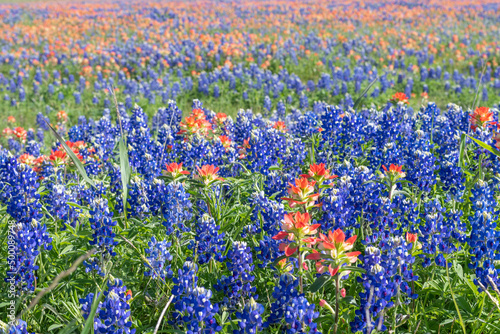 Close-up of bluebonnets and indian paintbrushes during spring in Texas. © MariannePfeil
