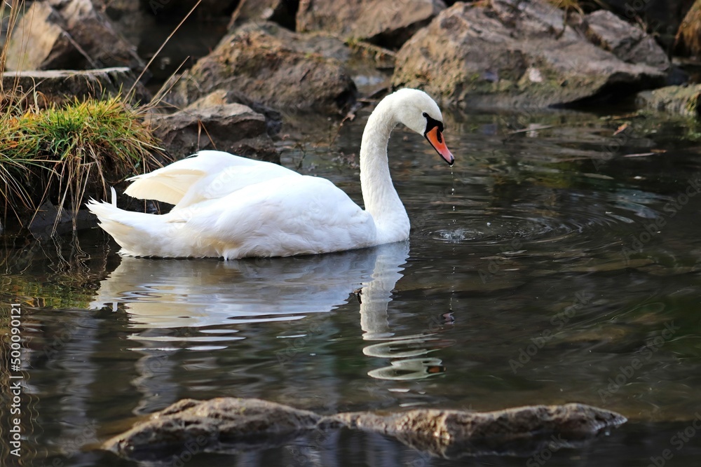 Fototapeta premium swan on the lake