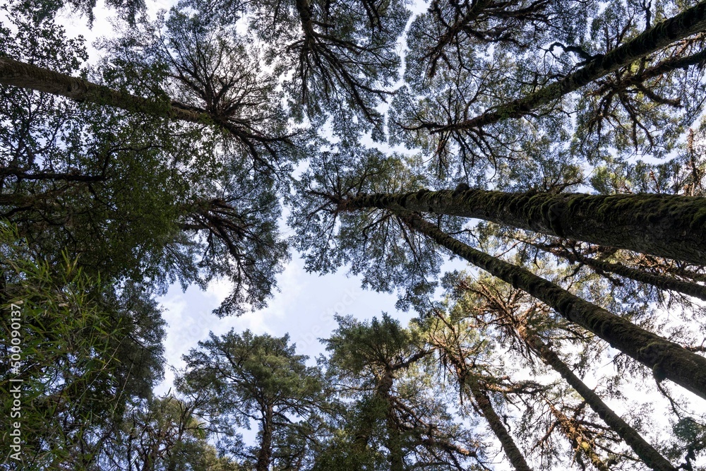 Fototapeta premium Cime de grands arbres vue d'en bas