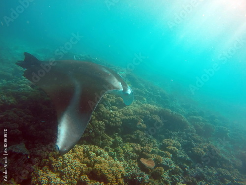 Manta ray swimming on a reef in Fiji