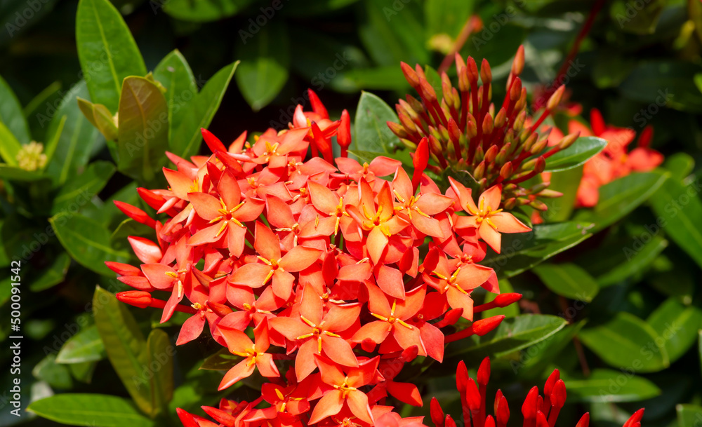 Soka Flower, Ixora coccinea, Jungle geranium, Flame of the Woods, a species of flowering plant in the family Rubiaceae Soka Flower, Ixora coccinea, Jungle geranium, Flame of the Woods, a species of flowering plant in the family Rubiaceae