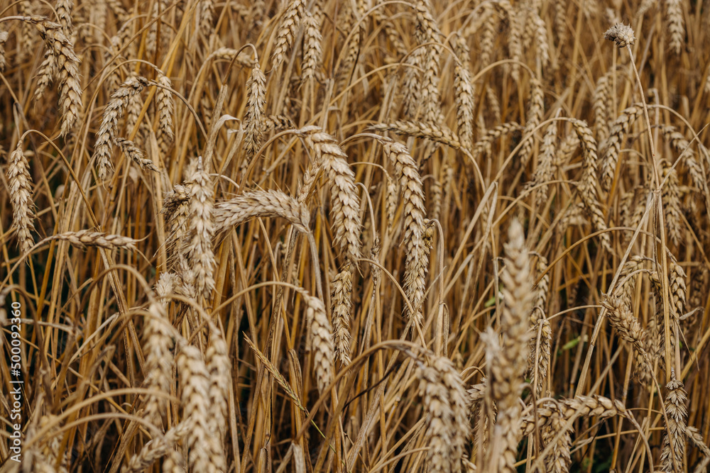 Ripe golden ear of wheat. Golden wheat field 