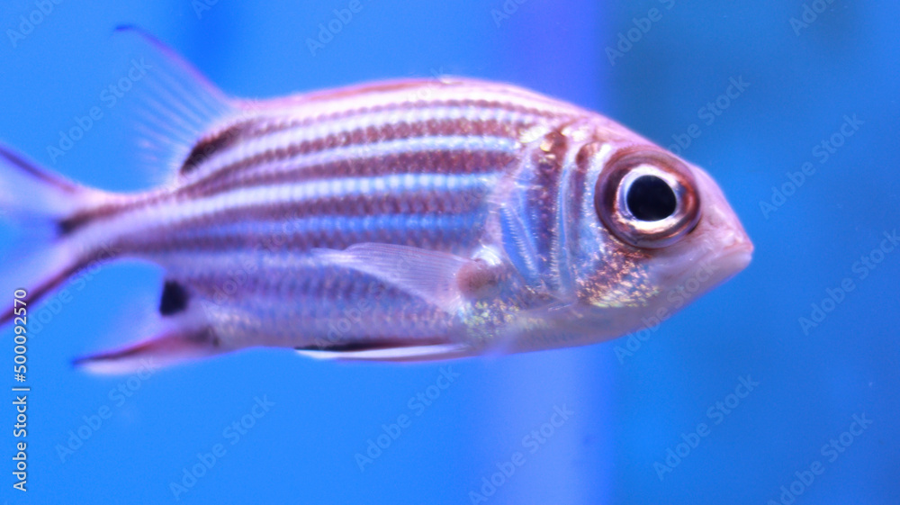 Pink stripped aquarium fish in the tank