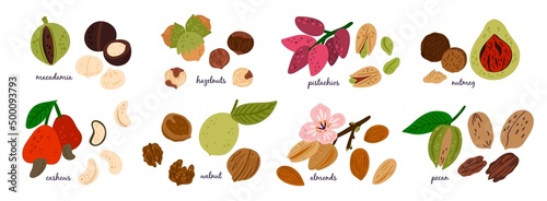 Cartoon nuts. Natural food product. Different types hazelnuts and macadamia. Almond seeds or flowers. Nutmeg and pistachios. Healthy superfoods. Walnuts or cashews. Vector vegan snacks set