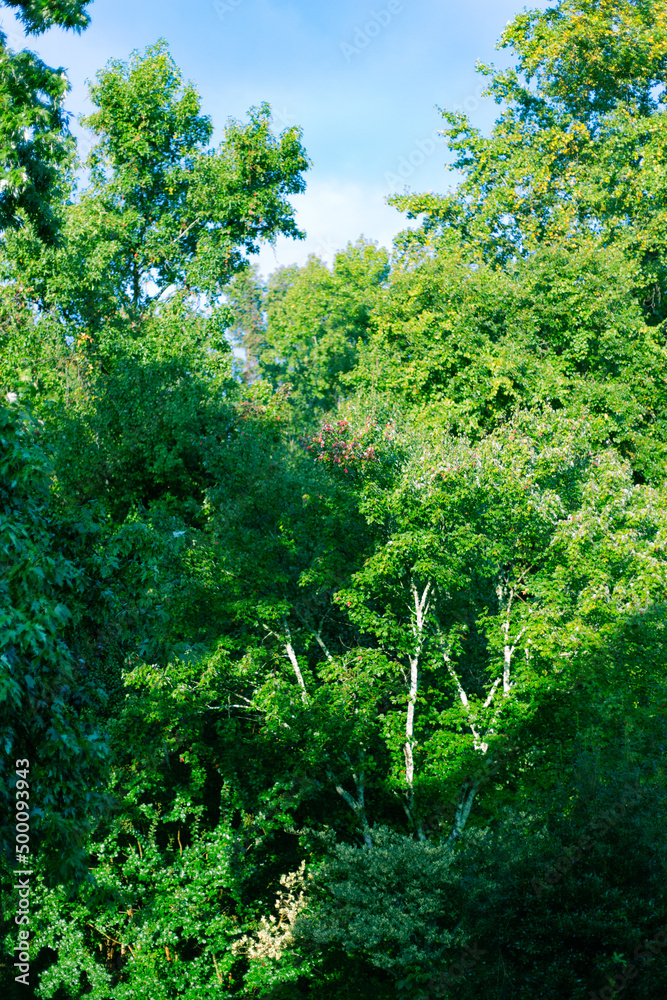 Fototapeta premium Green Forest In Summer