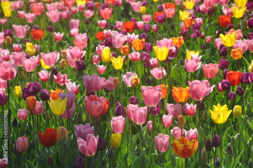 field of tulips