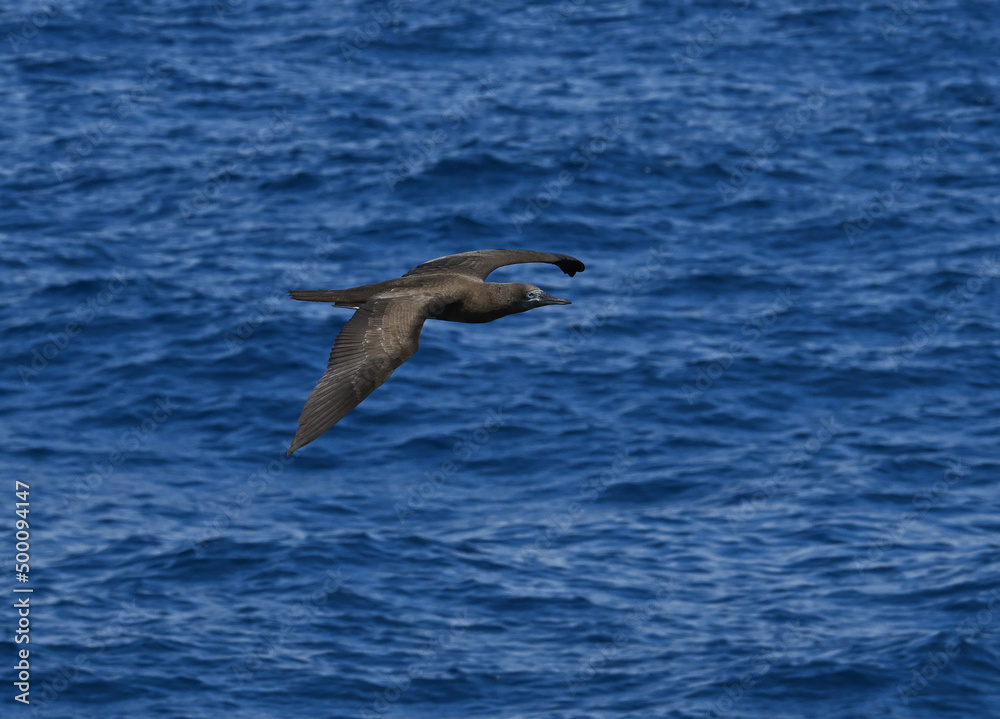 Fototapeta premium Brown booby bird flying low over ocean.