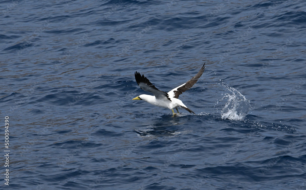 Masked booby bird taking off from sea surface. Masked booby bird taking off from sea surface.