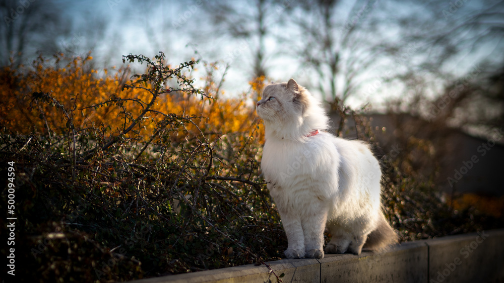 Cat in autumn scenery