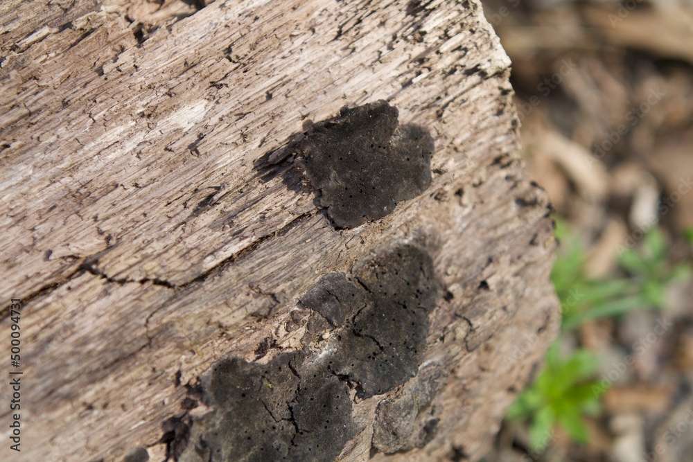 black fungus on tree log black fungus on tree log