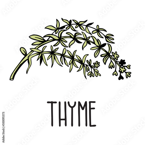 A green sprig of thyme grass. Vector illustration of a plant with an inscription