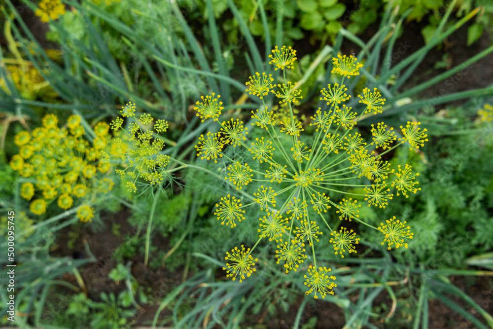 Yellow flowers of dill or Anethum graveolens. Gardening outdoors. Agriculture on personal ground. Growing organic vegetables and herbs in greenhouses and open air.