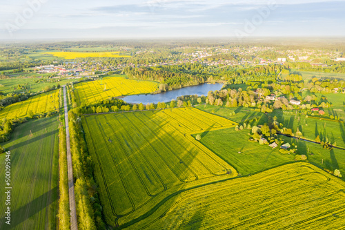 Panoramic Aerial View of Yellow Blooming Rapeseed Fields in Countryside