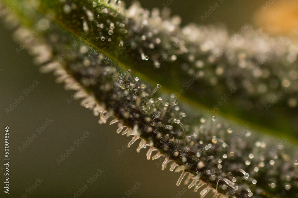 Cannabis close up macro Cannabis close up macro