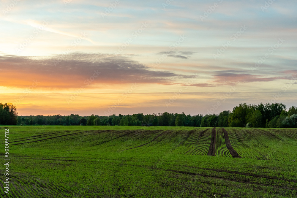 Green Farmland Meadow in Countryside at Dusk in Sunset Green Farmland Meadow in Countryside at Dusk in Sunset