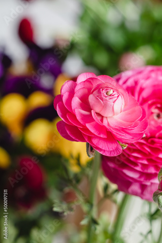 Bud of pink ranunculus close up on a blurred ackground in the flower shop. Ranunculus butter cup.