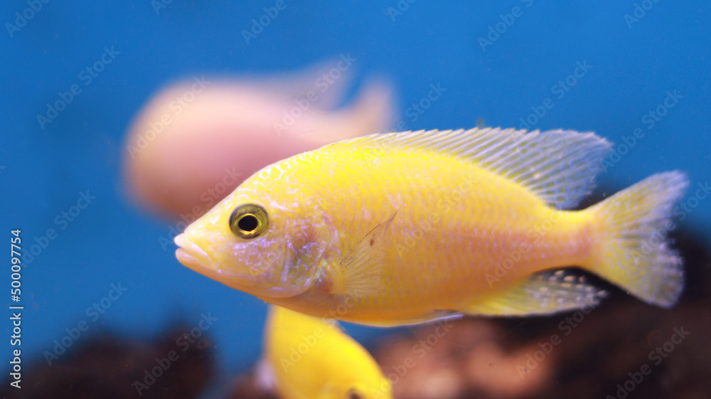 Fresh water aquarium yellow fish