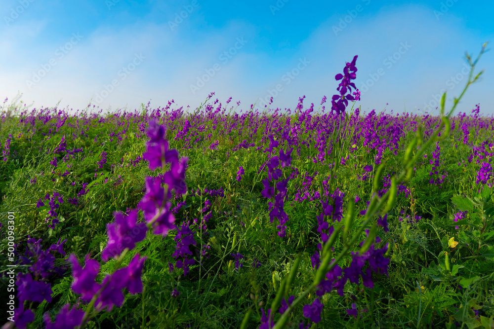 Field with green grass and purple flowers. Spring. Morning Field with green grass and purple flowers. Spring. Morning