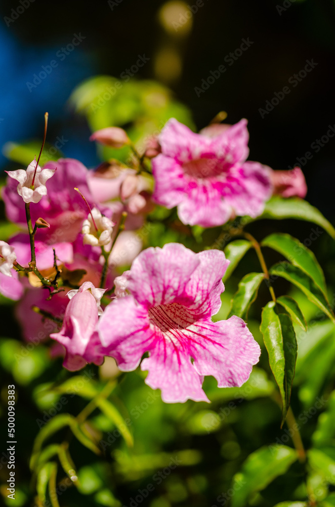 close up of a bunch of pink flowers close up of a bunch of pink flowers