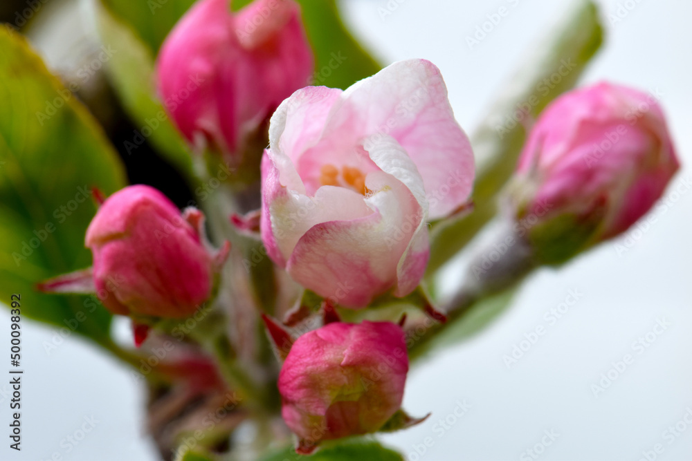 Apple Blossom Swirl 02