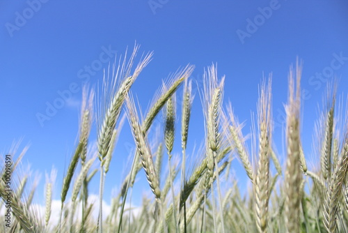Green wheat ears field and blue sky background. Selective focus  close up and below shooting.
