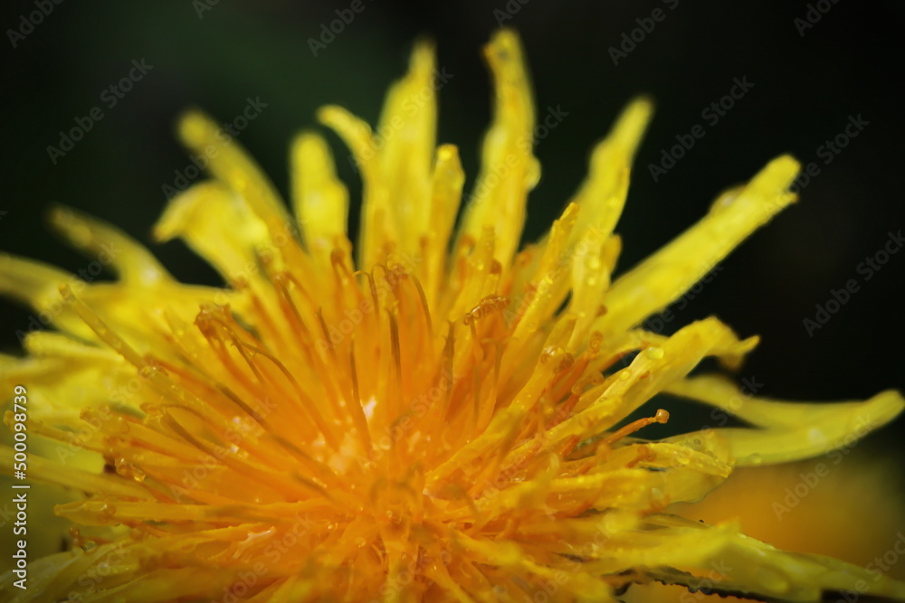 Yellow daisies bloom after the rain and the pollen grains are covered with water droplets.