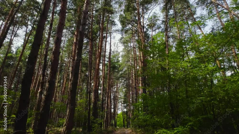The drone flies along the road between the dense pine forest The drone flies along the road between the dense pine forest