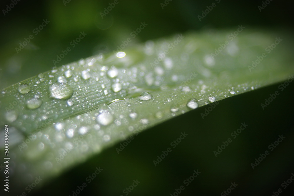 Yellow and white daisies bloom after the rain and the pollen grains are covered with water droplets. Yellow and white daisies bloom after the rain and the pollen grains are covered with water droplets.