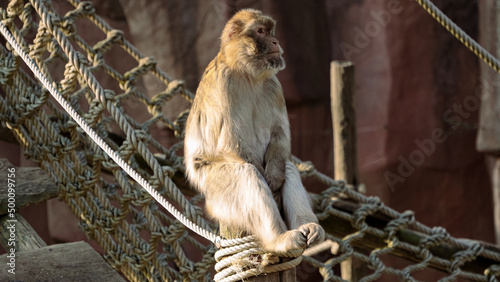 Photography Berber monkey (Macaca sylvanus) in a zoo