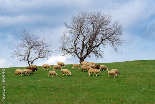 A flock of sheep in a spring meadow