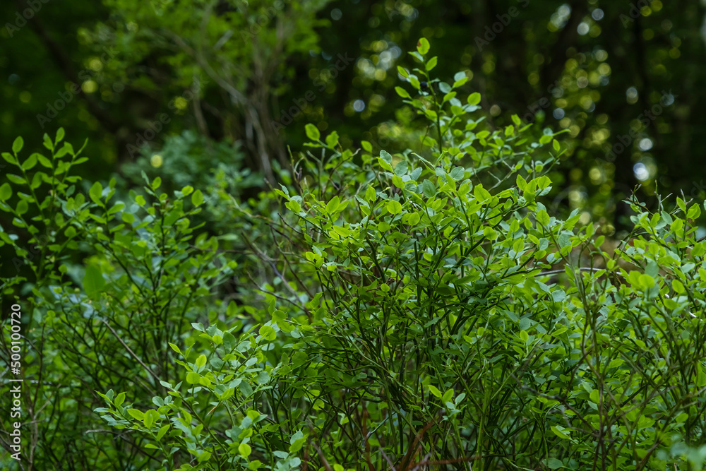 European blueberry green shrub