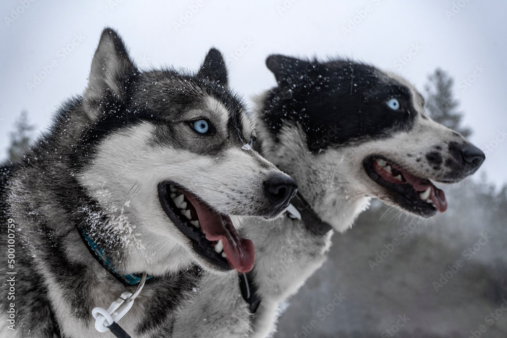 Portrait of a couple of huskies in a snowy background