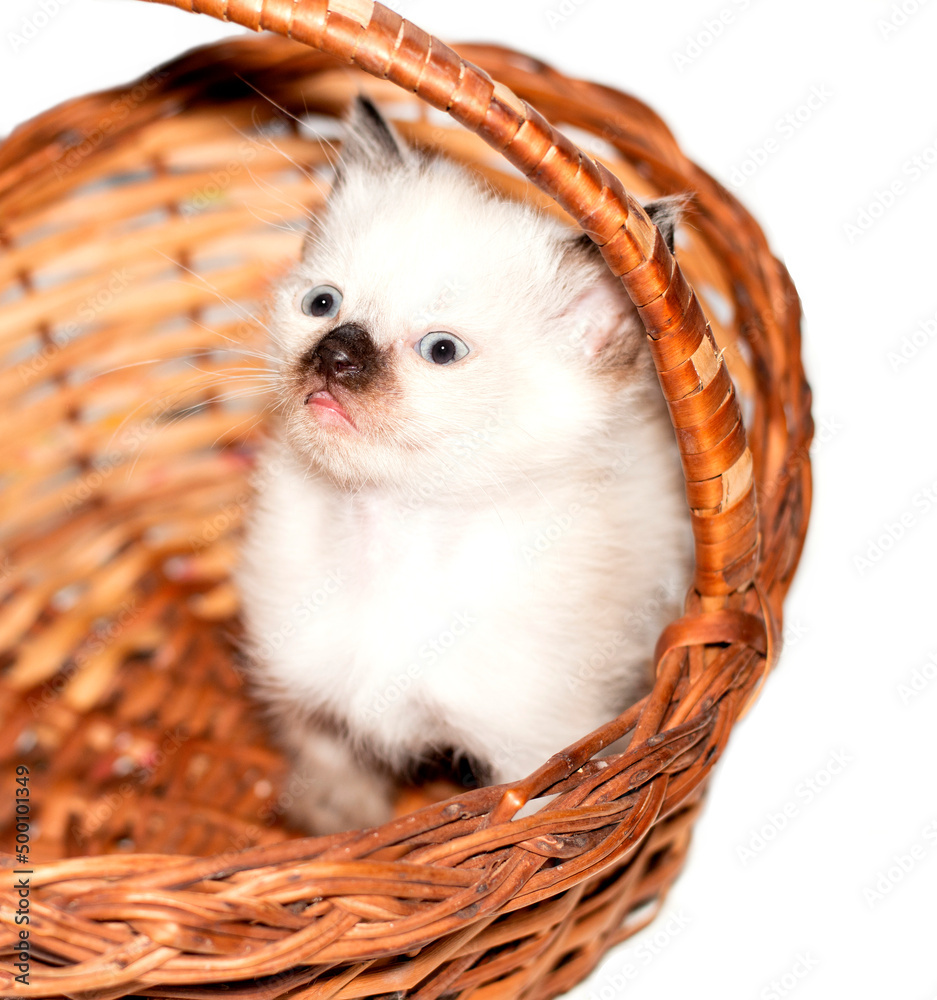 isolated image little Siamese kitten peeking out of a basket