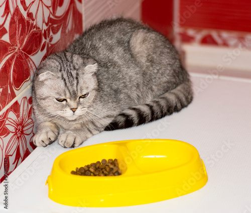 cat Scottish-fold next to a bowl of food